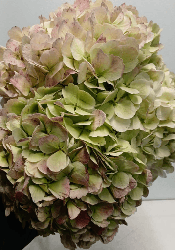 Hydrangea Antique Green Jumbo