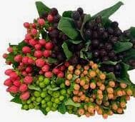 Hypericum Assorted 70 Cm
