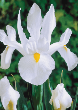 Iris Casablanca White