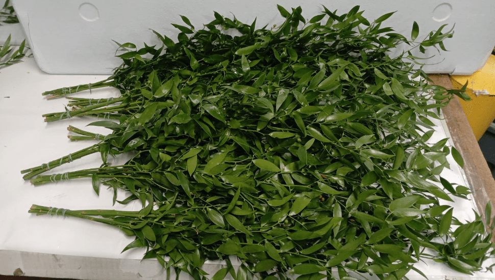 Ruscus Italian 200 Gr 90 Cm