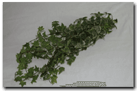 Ivy Variegated