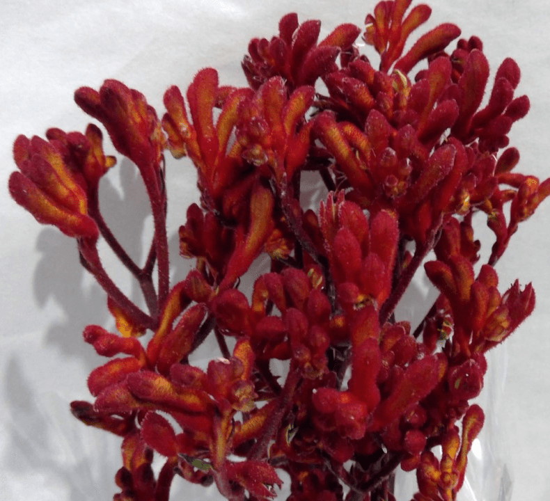 Kangaroo Paw Orange