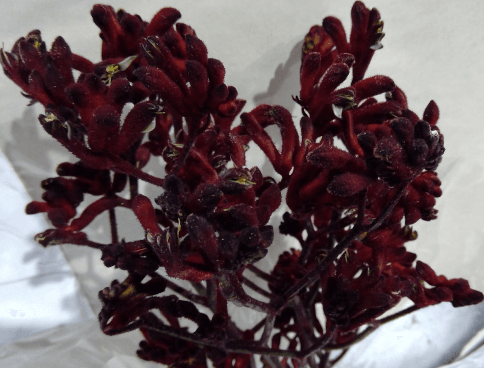 Kangaroo Paw Red