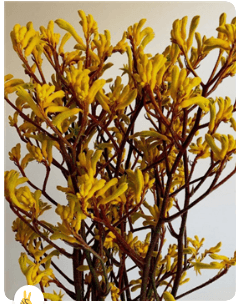 Kangaroo Paw Yellow