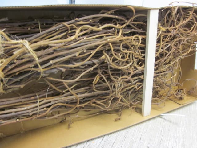 Branch Kiwi Vine 3 Ft +