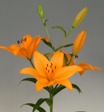 Lily (Hybrid) LA Orange 3/4 BL