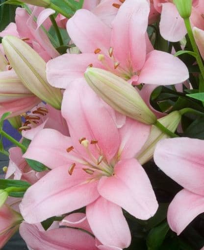 Lily (hybrid) La Pink 3/4 Bl