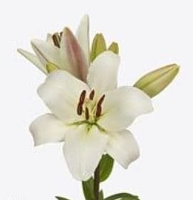 Lily (hybrid) La White 3/4 Bl