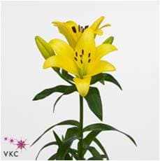 Lily (Hybrid) LA Yellow Pavia 3/4 BL