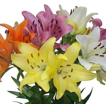 Lily (Hybrid) LA Assorted 3/4 BL