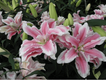 Lily (oriental) Roselily Pink Double 3/4 Bl