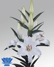 Lily (Oriental) White Castellani 3/4 BL