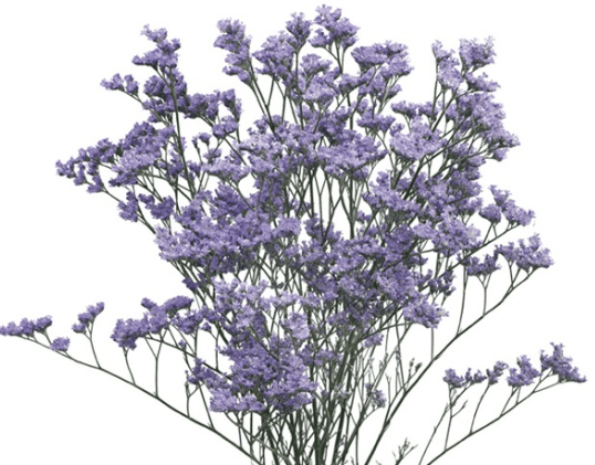 Limonium Misty Blue 70 Cm Extra