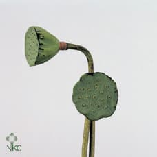 Novelty Lotus Pod Natural Green 50 Cm + Thai