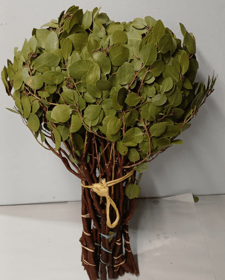 Branch Manzanita 2-3 Ft