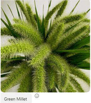 Novelty Millet Green 55 Cm + Usa