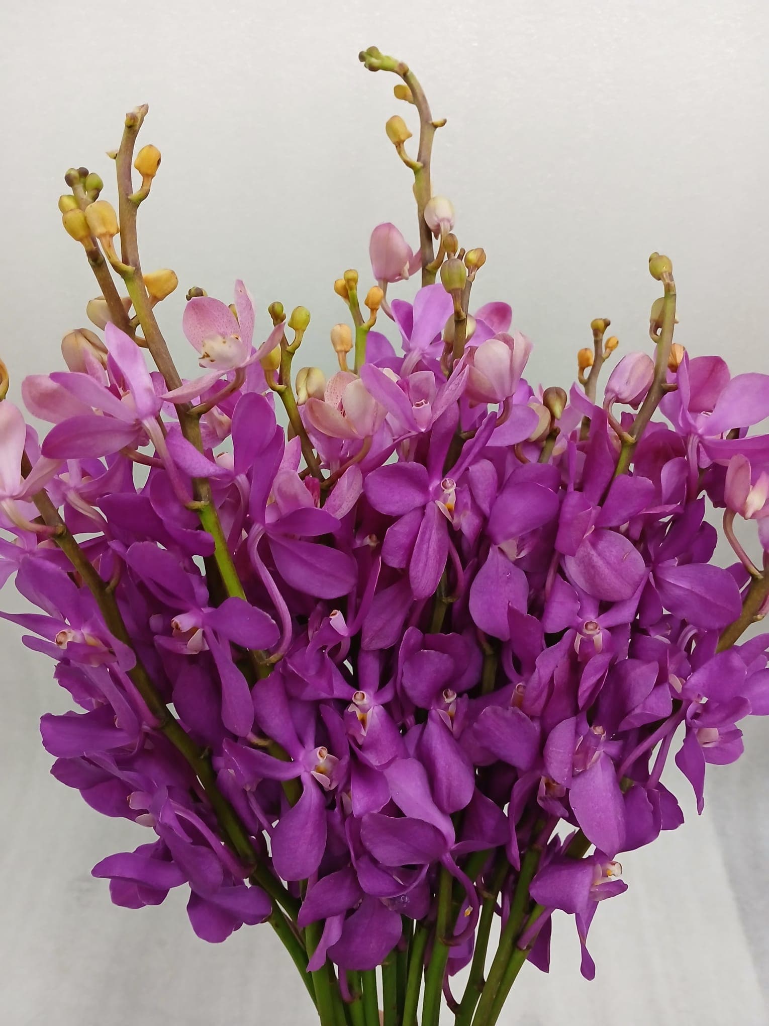 Orchid Calypso Cp Mokara Purple L