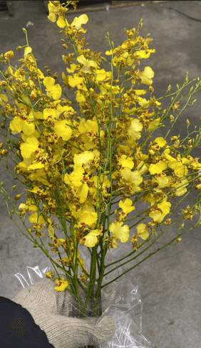 Orchid Oncidium Golden Shower Ll - 90 Cm Yellow