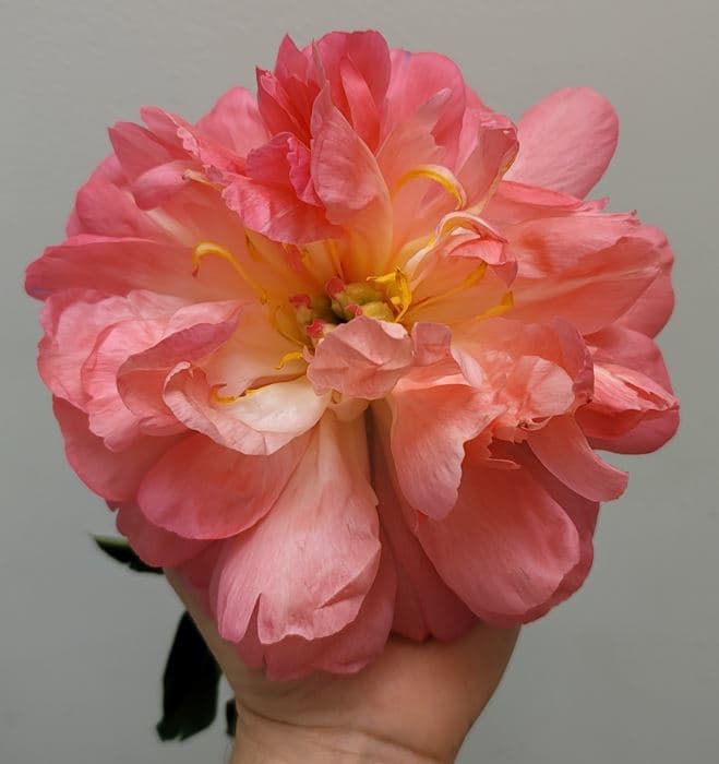 Peony Sunset Coral 50 Cm