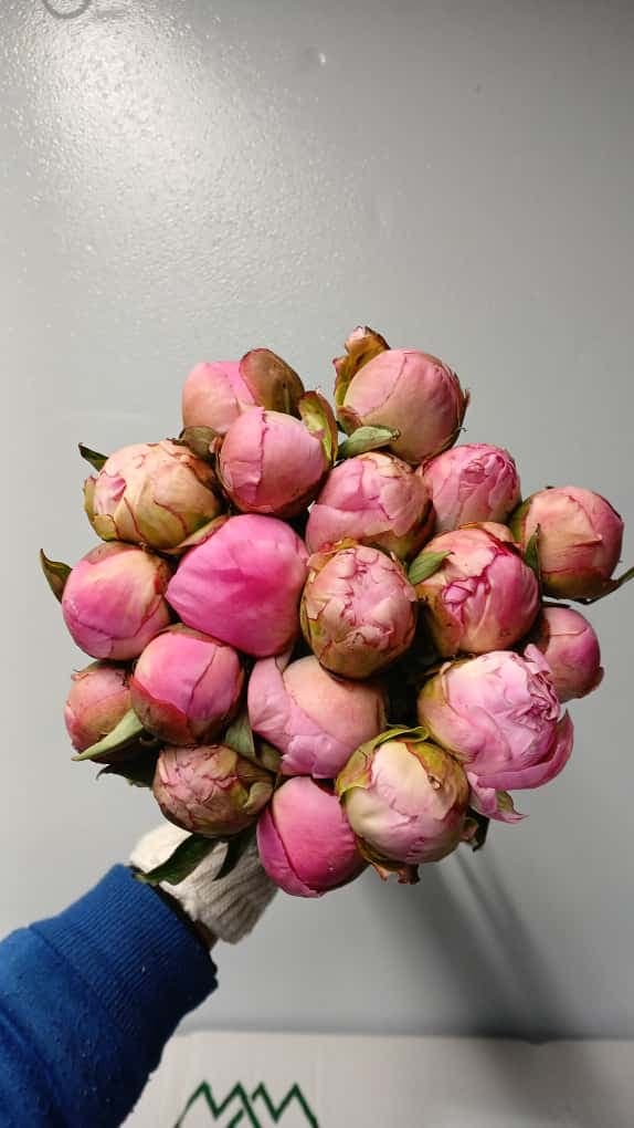 Peony Catharina Fontyn Light Pink 50/55 Cm