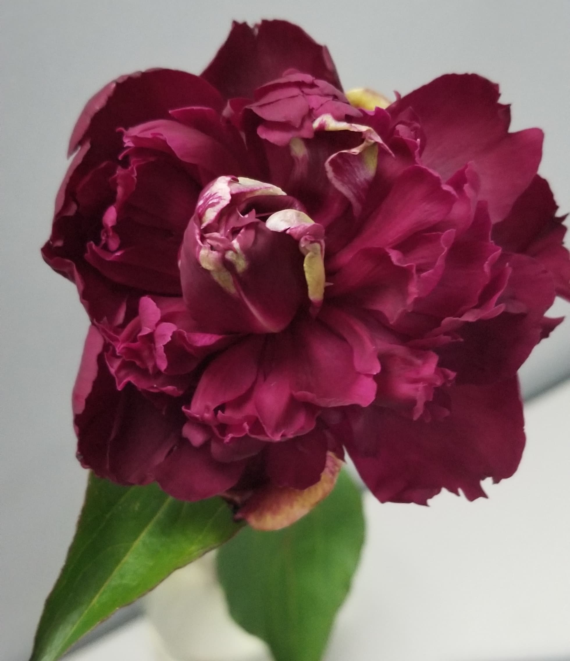 Peony Big Ben Red Burgundy 50/60 Cm