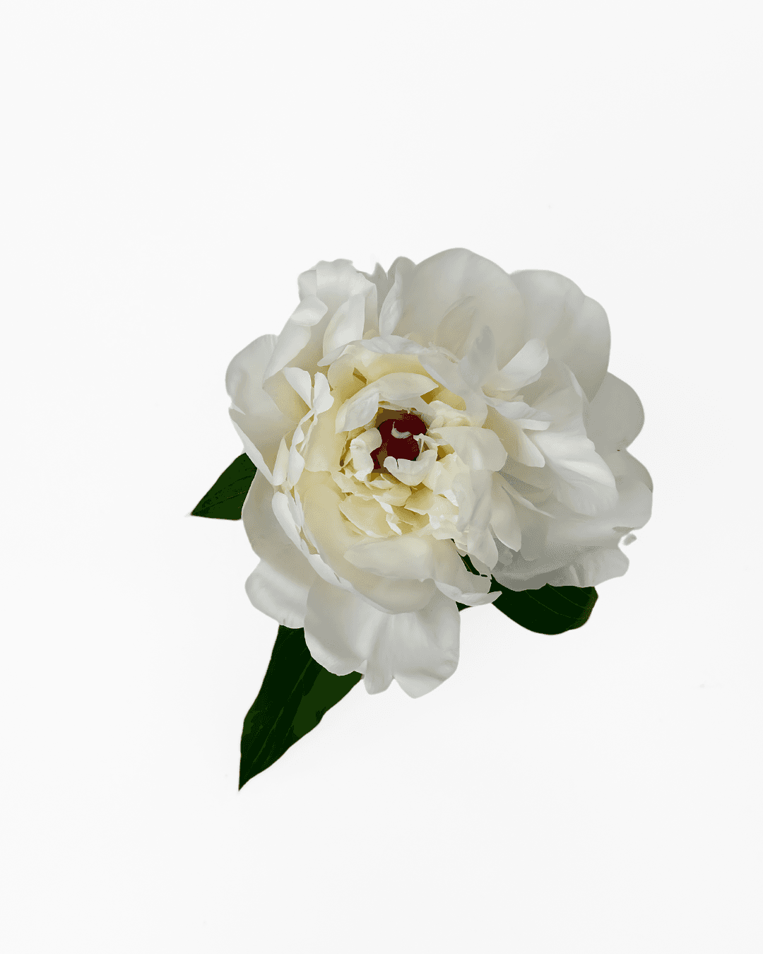 Peony Festiva Maxima Red Ctr White 50 Cm