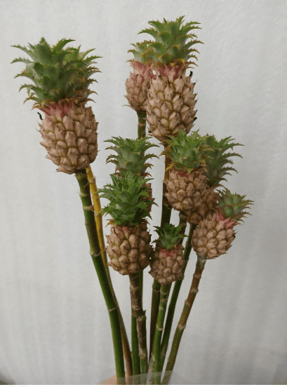 Tropical Pineapple Mini Asst