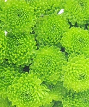 Pompon Green Button Whatsapp