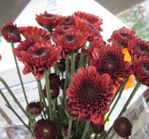 Pompon Button Red Lexy