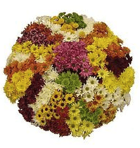 Pompon Cdn Fall Pack Assorted