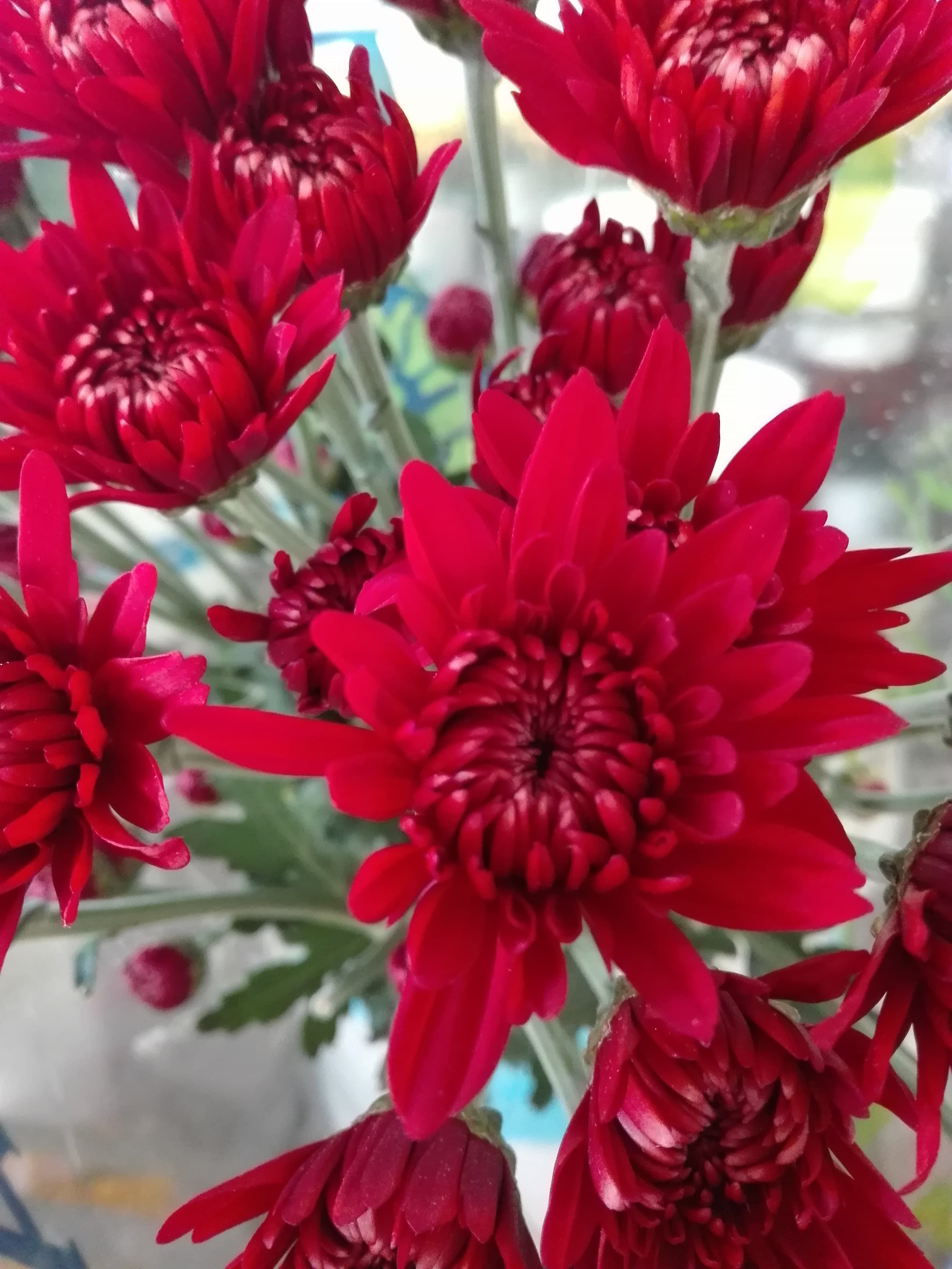Pompon Cushion Red Rock Red