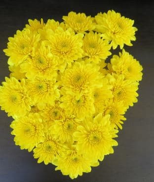 Pompon Cushion Polaris Yellow