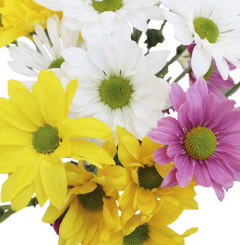 Pompon Daisy Asst