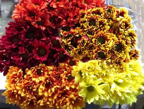 Pompon Pack Daisy Asst Fall
