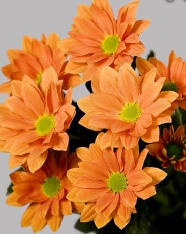 Pompon Daisy Atlantis Orange