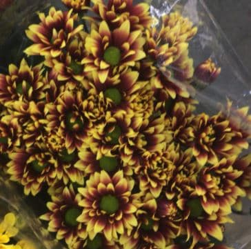 Pompon Daisy Kadanz Yellow Bic