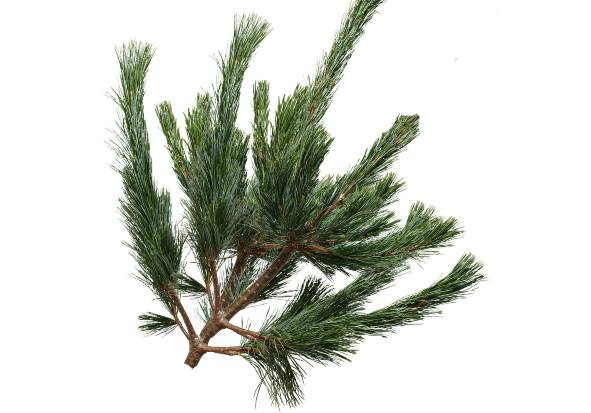 X-mas Princess White Pine Greens 25 Lb
