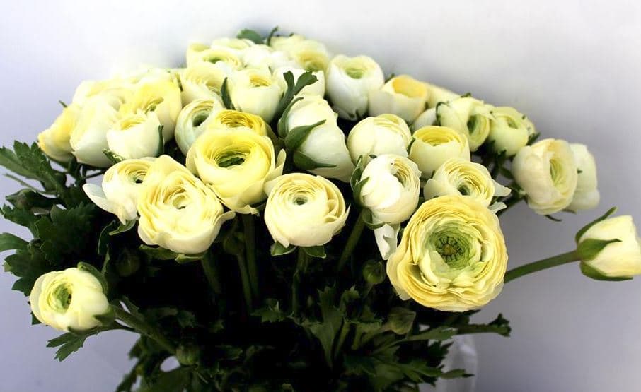 Ranunculus Cream Yellow Light 40 Cm