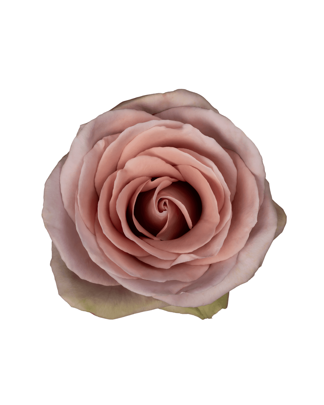 Rose Amnesia Lavender 40 Cm
