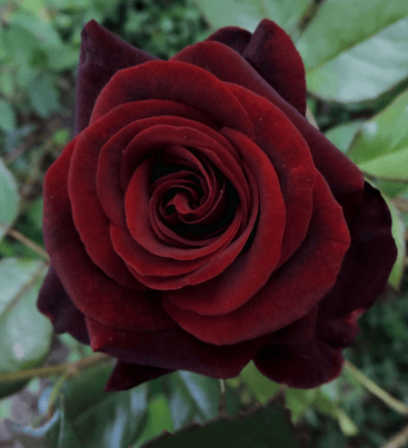 Rose Black Magic Red Dark 50 Cm