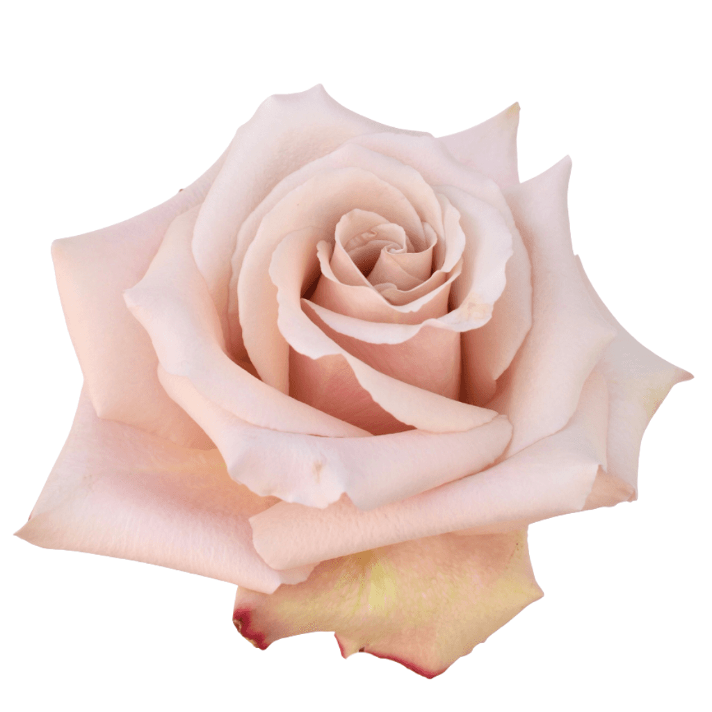 Rose Quicksand Sand 70 Cm