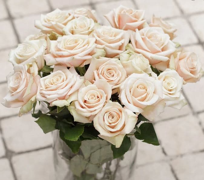 Rose Sahara Sand Peach 40 Cm