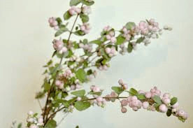 Novelty Snowberry Pink 50 Cm