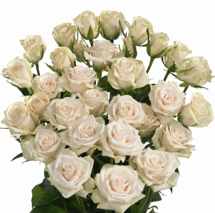 Rose (spray) Porceline Cream Peach 50 Cm