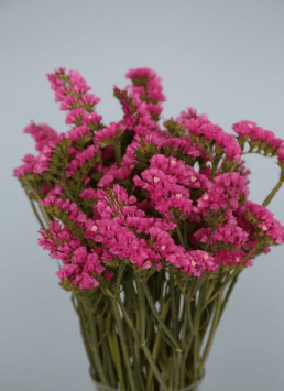 Statice Pink 70 Cm