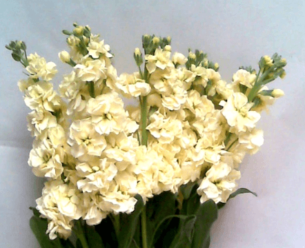 Stock Cream Yellow Light Double
