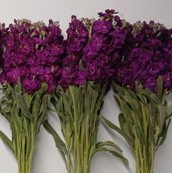 Stock Purple Dark Double