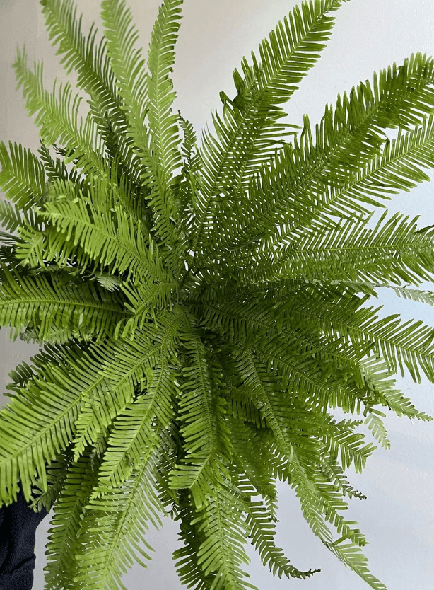 Greens Aussie Umbrella Fern 40 cm