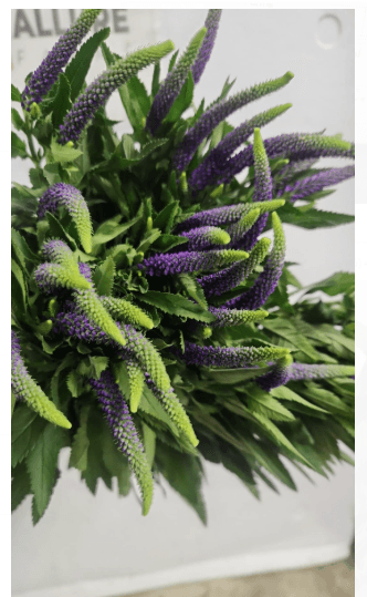 Veronica Blue Purple 60 Cm