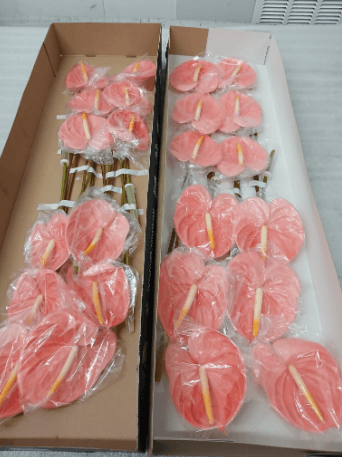 Anthurium Farao Peach Pink Med - No Credit